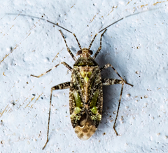 Phytocoris tiliae