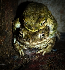 Duttaphrynus stomaticus