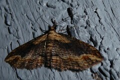 Chloroclystis filata