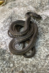 Thamnophis hammondii