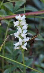 Spiranthes cernua