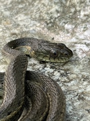 Thamnophis hammondii