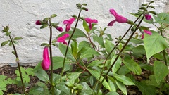 Salvia buchananii