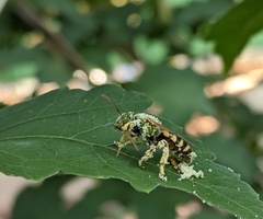 Agapostemon