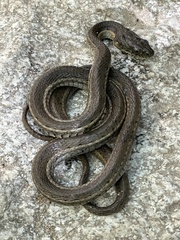 Thamnophis hammondii