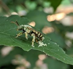 Agapostemon