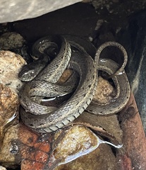 Thamnophis hammondii