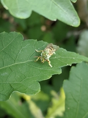 Agapostemon