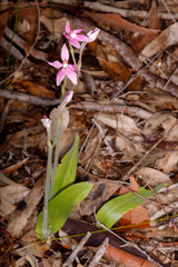 Caladenia latifolia