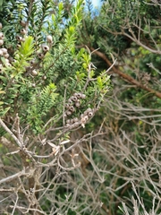 Melaleuca lanceolata