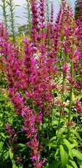 Agastache mexicana