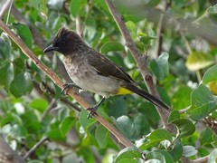 Pycnonotus barbatus tricolor
