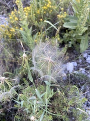 Tragopogon dubius