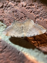 Macaria minorata
