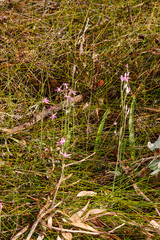 Caladenia latifolia