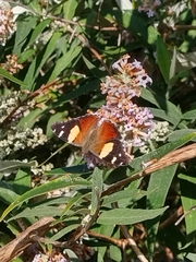 Vanessa itea