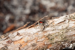 Habronattus ocala