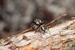 Habronattus ocala