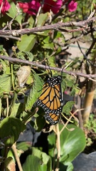 Danaus plexippus plexippus