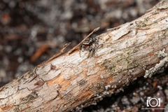 Habronattus ocala