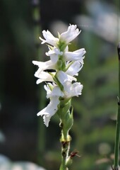 Spiranthes cernua