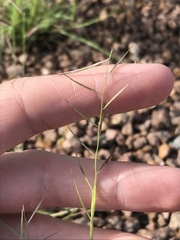Bouteloua aristidoides