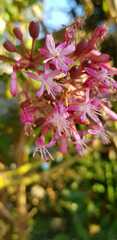 Fuchsia arborescens