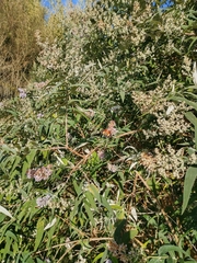 Vanessa itea