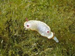 Goniobranchus daphne