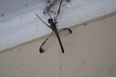 Libellula flavida