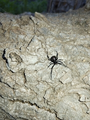 Latrodectus hesperus