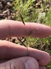 Bouteloua barbata barbata