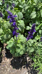 Salvia longispicata x farinacea