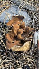 Helvella acetabulum