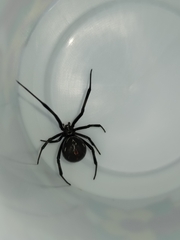 Latrodectus hesperus