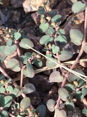 Euphorbia micromera