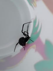 Latrodectus hesperus