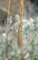 Myrmecaelurus trigrammus