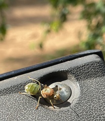 Oecophylla smaragdina
