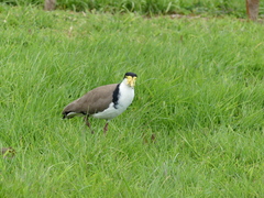 Vanellus miles novaehollandiae