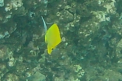 Forcipiger flavissimus