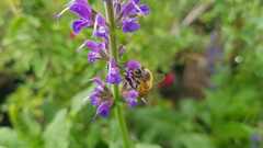 Salvia forskaehlei