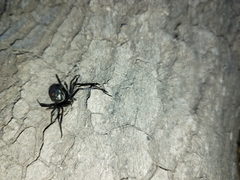 Latrodectus hesperus