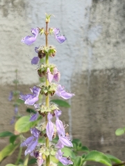 Coleus
