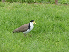 Vanellus miles novaehollandiae