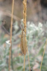 Myrmecaelurus trigrammus