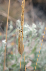 Myrmecaelurus trigrammus