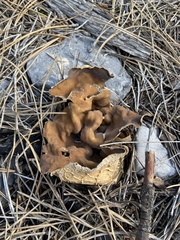 Helvella acetabulum