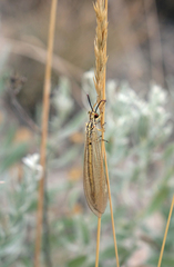 Myrmecaelurus trigrammus