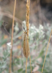 Myrmecaelurus trigrammus